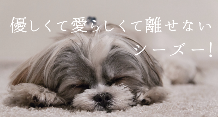 シーズーに見つめられたらもうメロメロです。